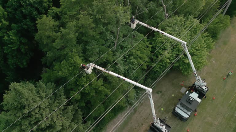 Tree and Shrub Care in Cherryvale, SC