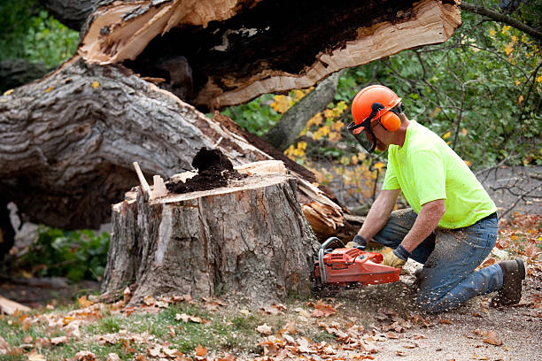 Best Lawn Grading and Leveling  in Cherryvale, SC