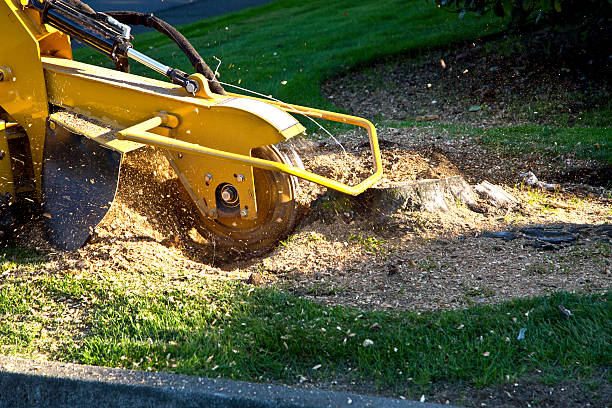 Best Grass Overseeding  in Cherryvale, SC